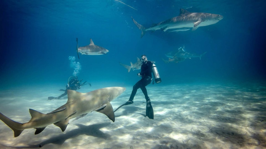 Six sharks peacefully swim around a diver