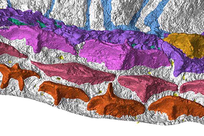 Synchrotron image of placoderm teeth