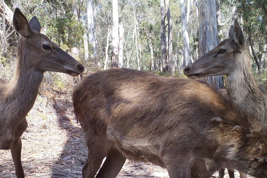 Two deer looking at each other.