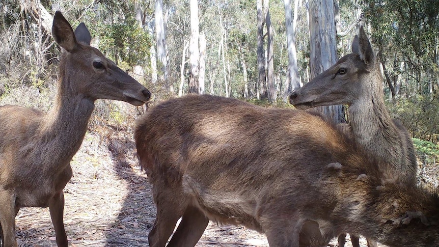 Two deer looking at each other.