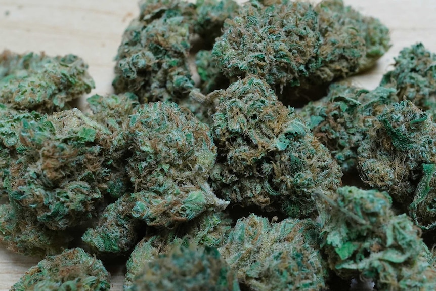 Marijuana buds are shown on a table