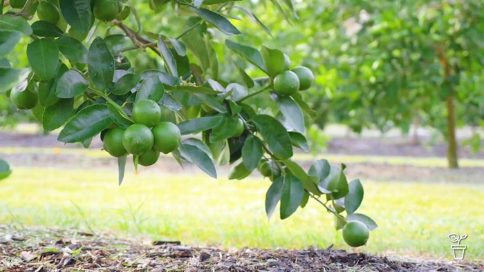 Limes growing on a tree in an orchard