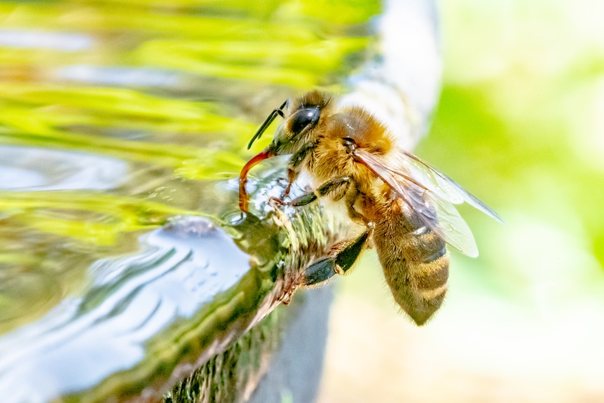 Honeybee drinking from a creek.