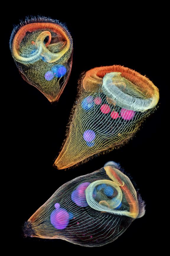 Three single-celled organisms with florescent colours against a black background.