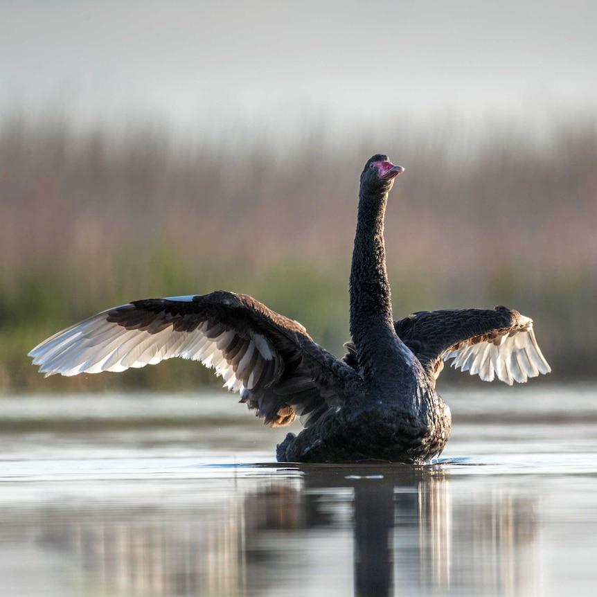 Black swan at Bool Lagoon