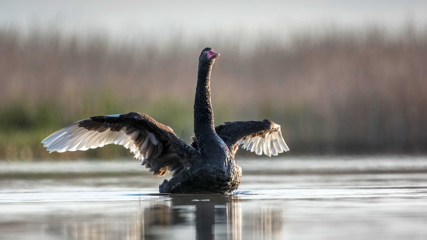 Margaret's image of a black swan at Bool Lagoon.