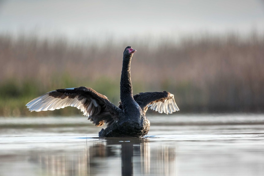 Black swan at Bool Lagoon