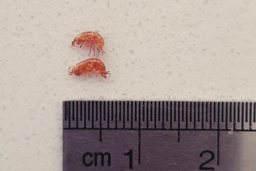 Tiny prawn-like creature against ruler