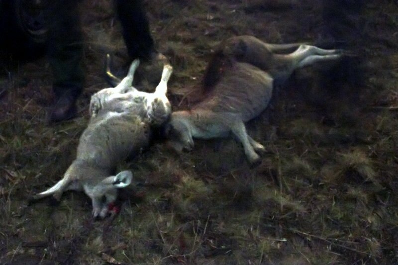 Kangaroos are inspected by the ACT chief vet to ensure they have been killed in accordance with national guidelines.