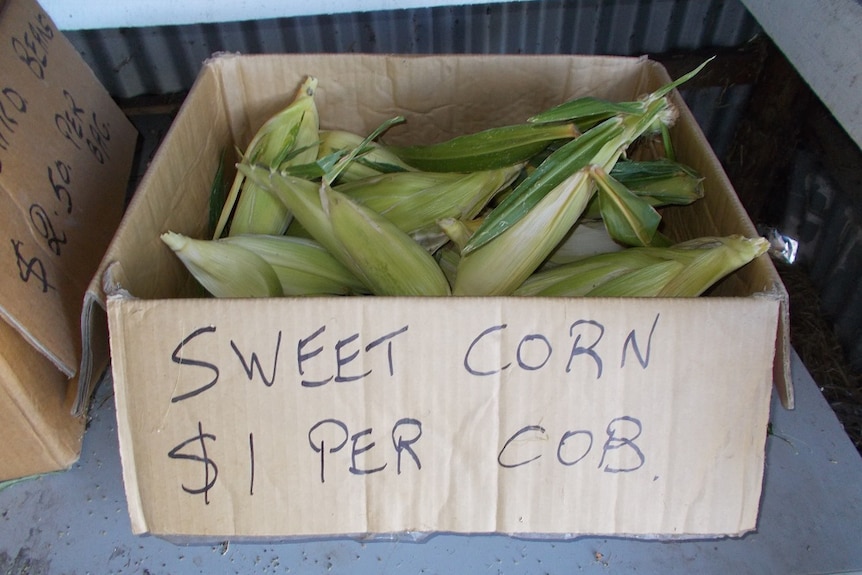 Ears of corn in a cardboard box with handwritten sign that says 'sweet corn $1 per cob'.
