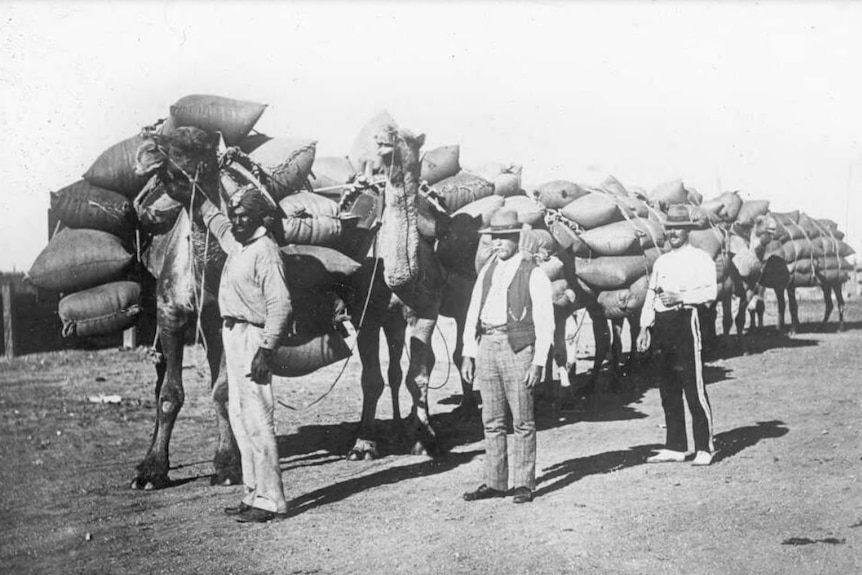 Black and white photo of three camels, heavily loaded with sacks, and one man of color and two white men standing beside them.