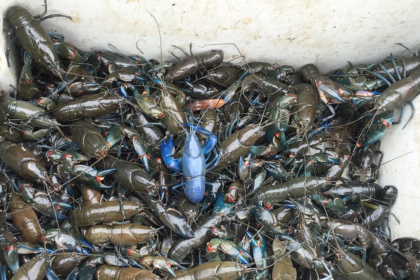 Yabbies caught in SA's Riverland