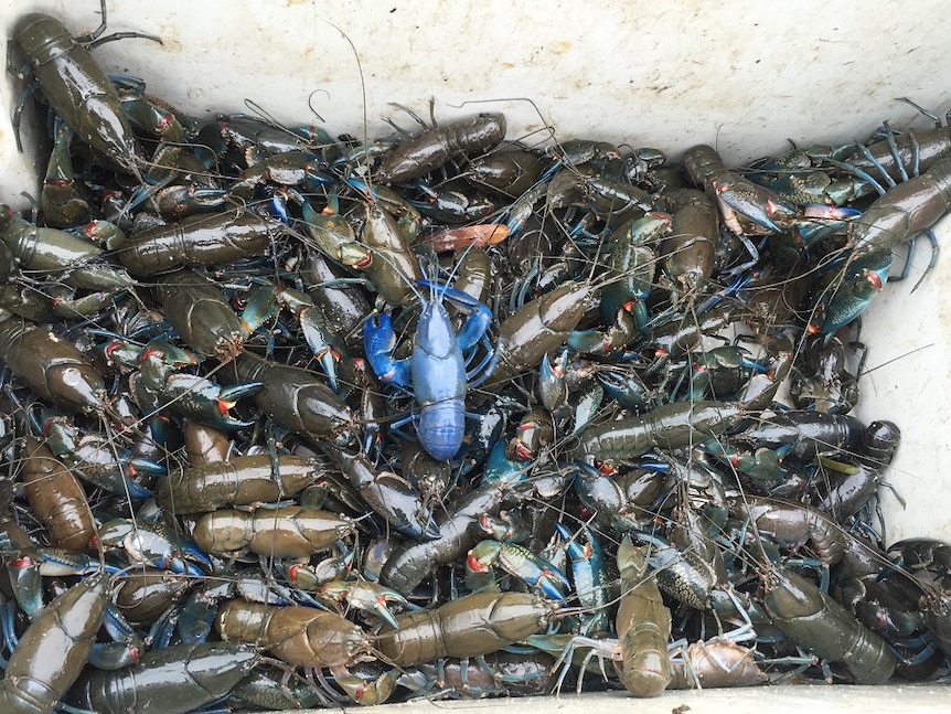 Yabbies caught in SA's Riverland
