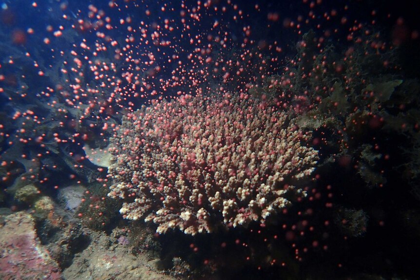 Brightly coloured coral known as Acropora Valida spawning on Magnetic Island