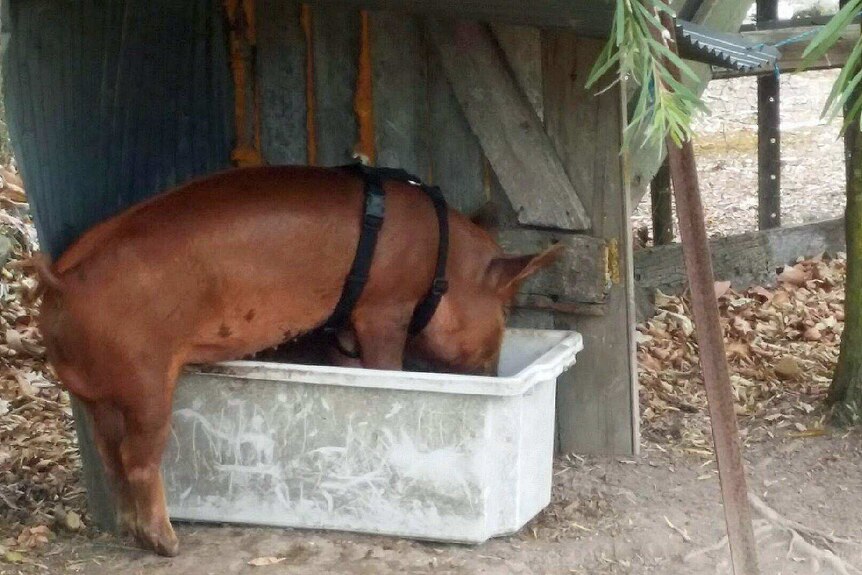 red-haired pig stands half in a tub of food