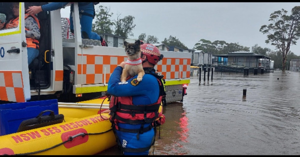 An emergency services worker stands in floodwater, holding a dog.