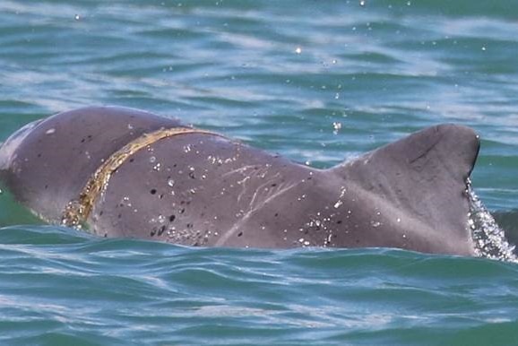 Baby dolphin caught in debris