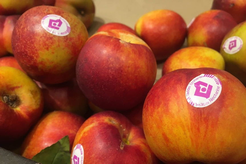 WA Nectarine's will feature state of origin labels this season