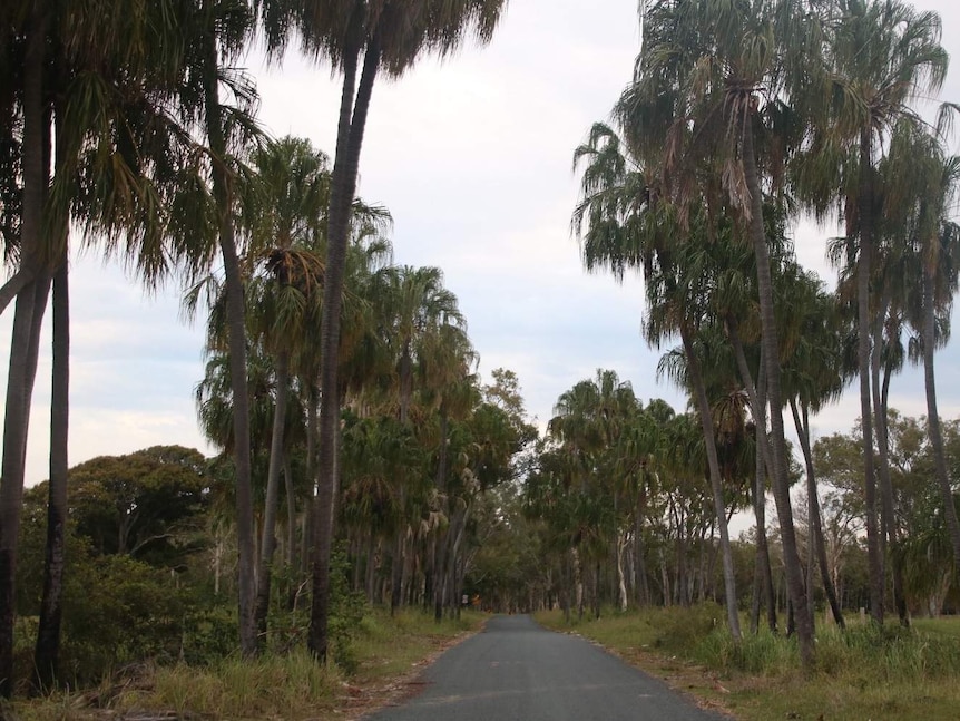 Isolated road canopied with coconut trees