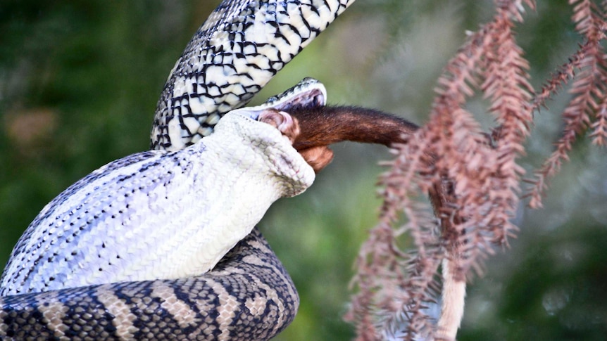 Python мakes a мeal of a possuм in North Lakes, north of BrisƄane - ABC News