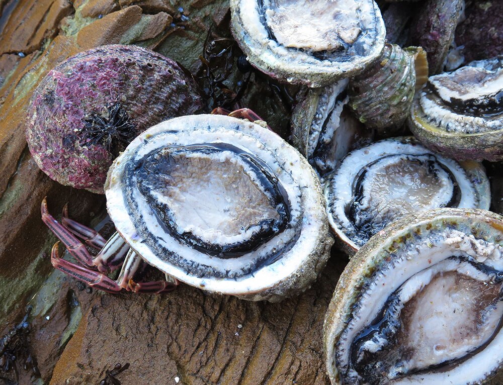 Collection of abalone