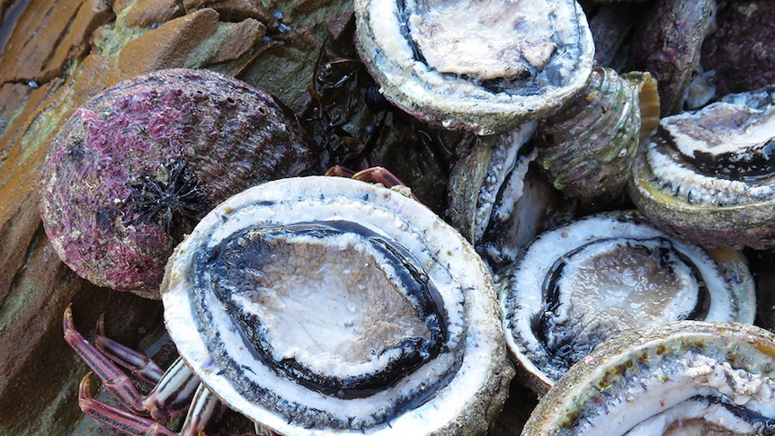 Collection of abalone