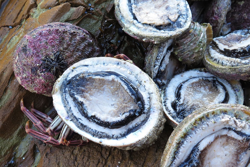 Collection of abalone on rocks