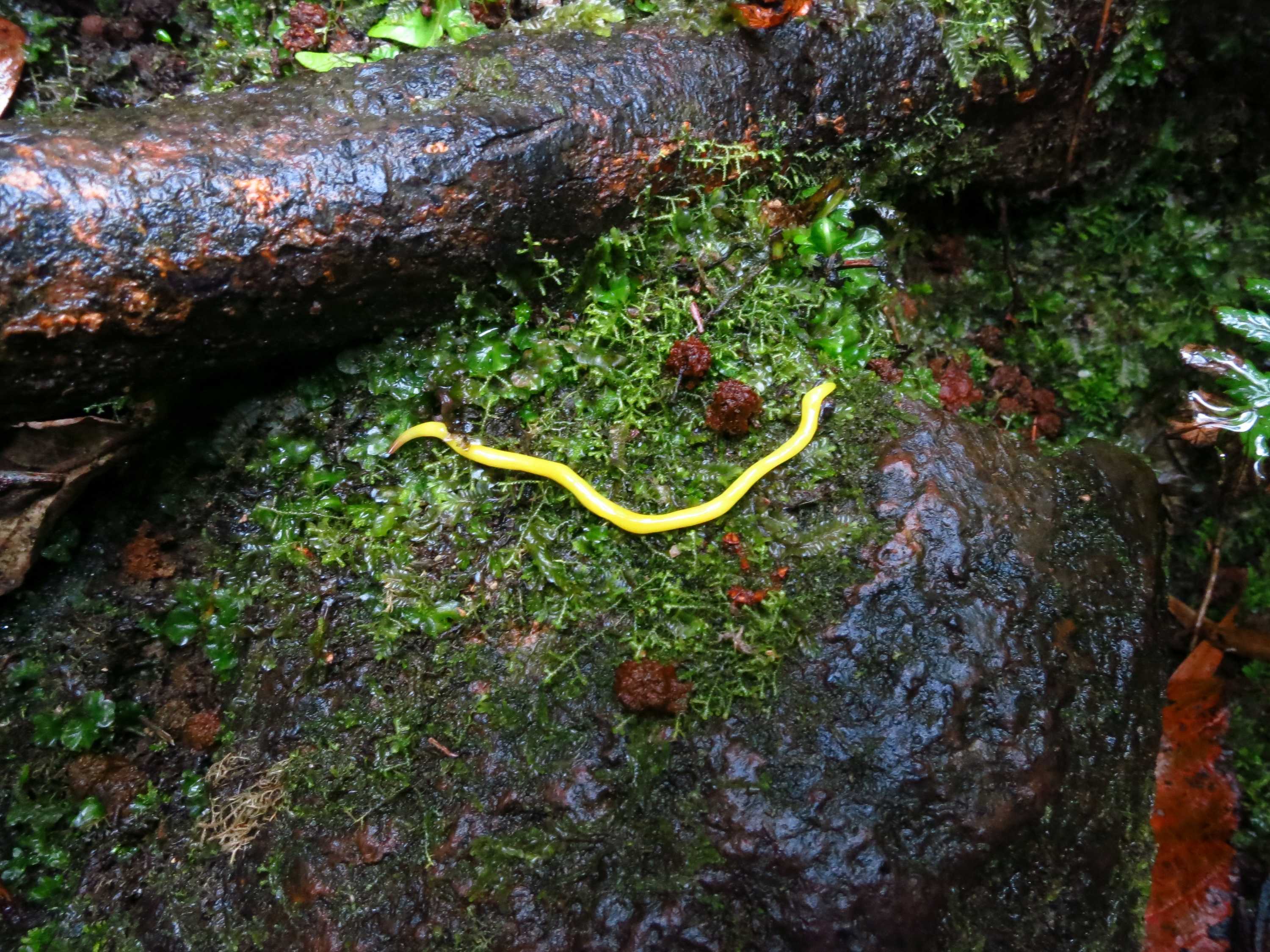 A bright yellow worm on a dark forest floor