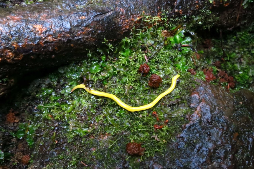 A bright yellow worm on a dark forest floor