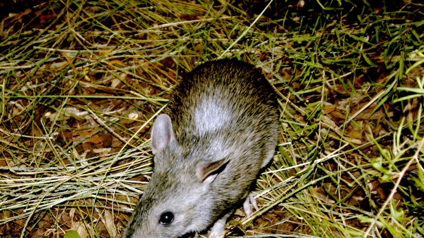 Long-nosed bandicoot