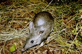 Long-nosed bandicoot