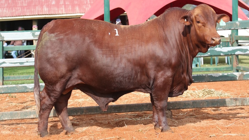 Red brown coloured bull stands in sale yard