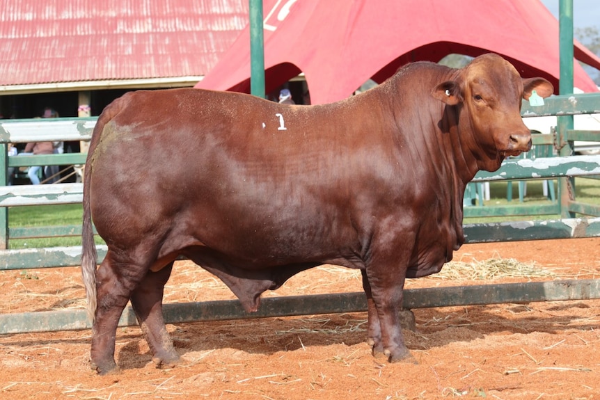 Red brown coloured bull stands in sale yard