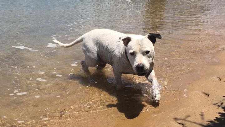 A dog wading through shallow water at the beach