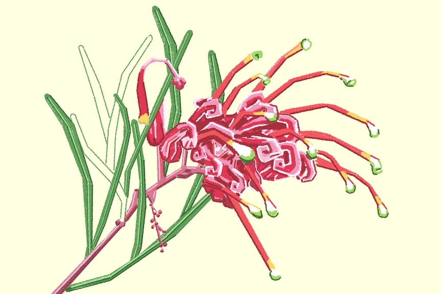 A close up of grevillea for a story on Australian natives.