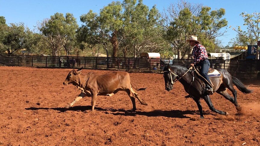 A stockman on a black horse chase after a small cow in a red dirt stock yard