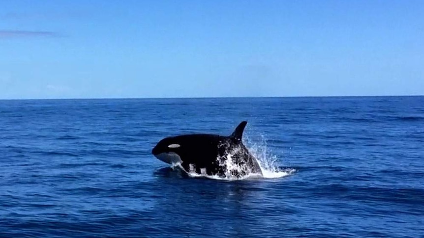 An orca spotted breaching near Darwin.
