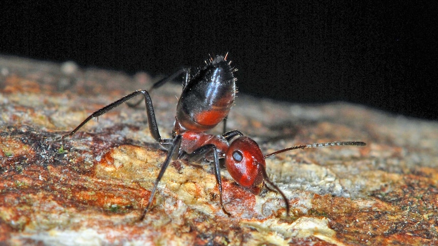 Minor worker of Colobopsis explodens.