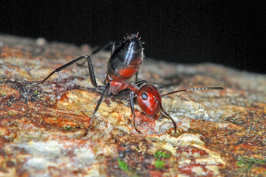 Minor worker of Colobopsis explodens.