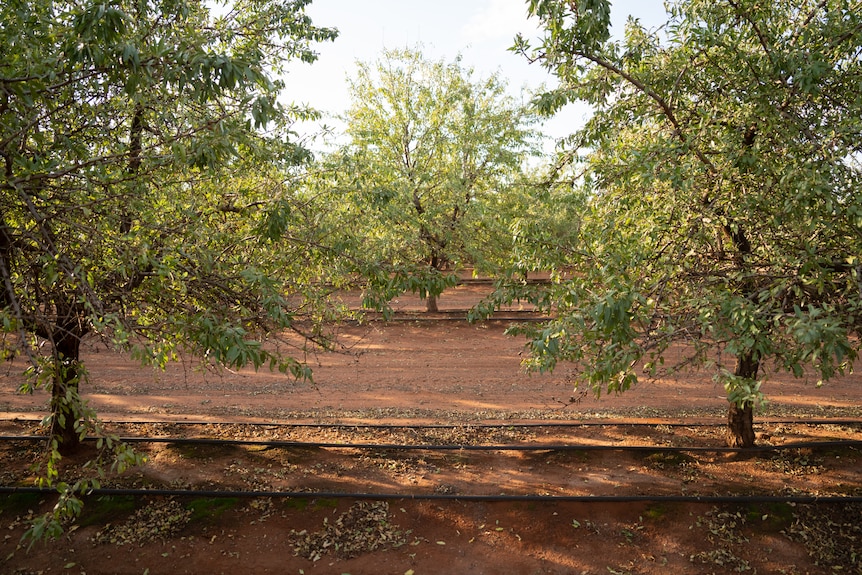 Almond tree crop