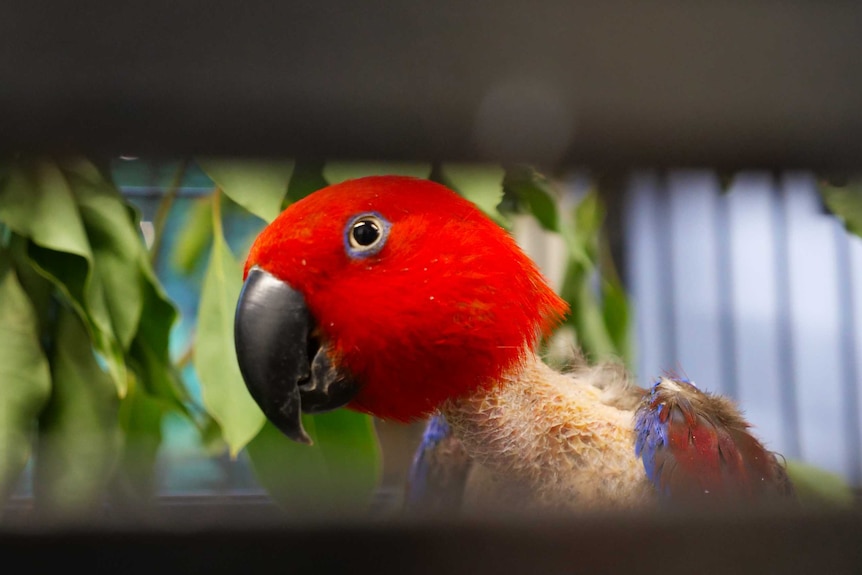 Close up on a colourful bird with a shaved neck, viewed through the bars of  cage.