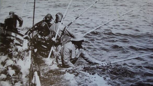Four men stand in tuna wracks on the Tacoma, submerged in water, poling tuna.