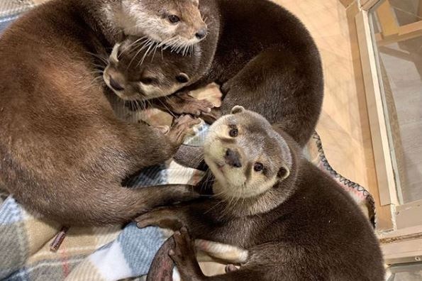 Three otters lay on the ground of a cafe.