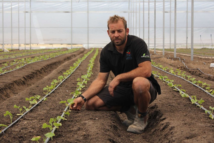 Crop goes in the ground