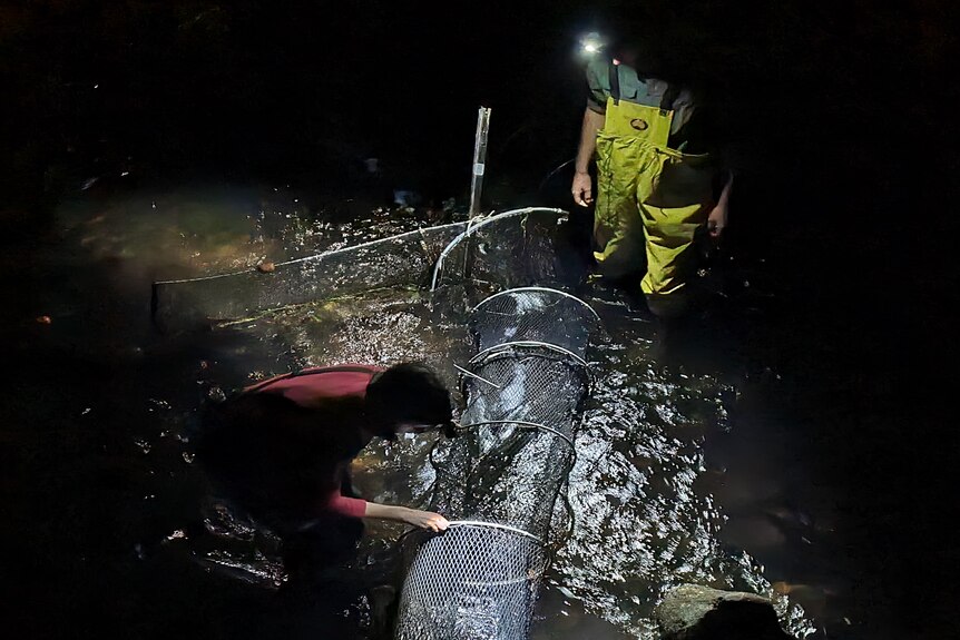 A night, two men stand in a river inspecting an illuminated cylindrical platypus net