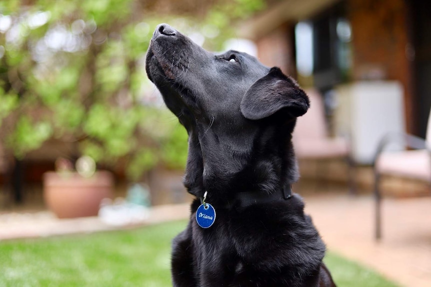 A black Labrador.