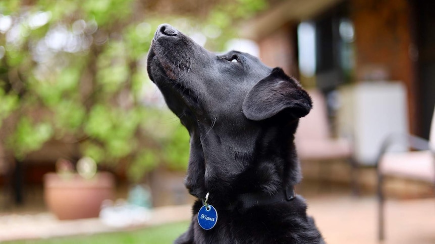 A black Labrador.