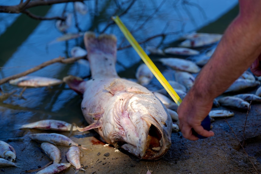 A dead fish being measured 