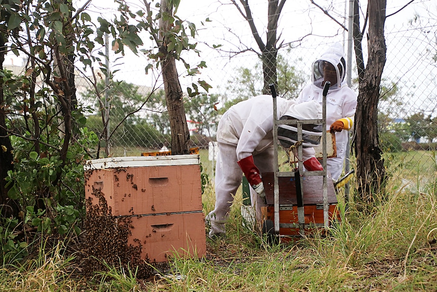 John and Justine Crouchley inspect sentinel bee hives dressed in bee keeping outfits at Port Kembla.