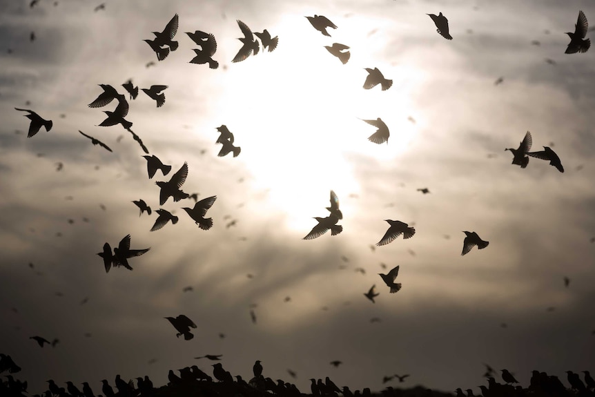 Starlings in formation